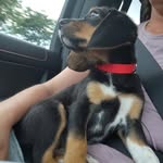 Dixie Belle Walmsley - @dixiebellewalmsley - Instagram