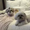 Dixie - @dixiebelleandprecious - TikTok