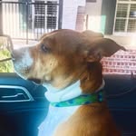 Katie Cheatham and Dixie Belle - @dixie_belle_cheatham - Instagram