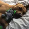JJ - @dixieboothedoggo - TikTok
