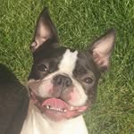 @dixie.bostonterrier - Instagram