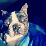 Dixie! 🐶💞 - @dixie_the_boston_terrier_ - Instagram