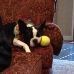 Dixie And Emmie - @dixietheboston - Instagram