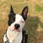 Dixie And Louie - @dixieandlouiebostonterriers - Instagram