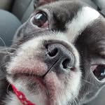 Dixie-belle - @dixiebelleboston - Instagram