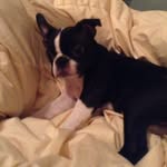 Dixie - @dixie.the.boston - Instagram