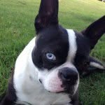 Dixie👑 - @dixie_lou_boston - Instagram