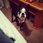 😍Dixie🐶 - @dixie_the_bostonterrier - Instagram