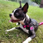 Dixie Mae - @dixie.mae_the_boston - Instagram