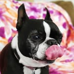 Dixie May | Boston Terrier - @dixbostonterrier - Instagram