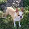 Dixie Rebel’s Boston Terriers - @dixierebelsbostons - TikTok