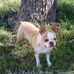 Dixie Rebel's Boston Terriers-NEW - Facebook