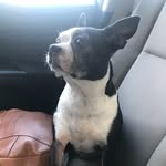 Dixie Rose - @dixie_thebostonterrier - Instagram
