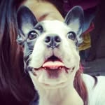 Dixie The Boston Terrier - @dixiebostonterrier - Instagram
