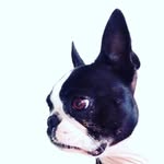 Dixie the Boston Terrier - @dixiedaboston - Instagram