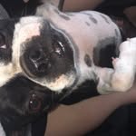 Dixie The Boston Terrier 🐶 - @dixie.bostonterrier864 - Instagram