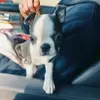 DixieLou_theBoston - @dixielou_theboston - TikTok