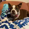 DixieLouTheBoston&Family - @dixieloutheboston - TikTok