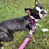 Dixie.Mae - @dixie.mae_the_boston - TikTok
