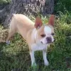 dixierebelsboston - @dixierebelsboston - TikTok