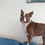 Dixie's Page - @dixie_the_maine_boston - Instagram