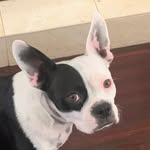 Dixiethebostonterrier0803 - @dixiethebostonterrier0803 - Instagram
