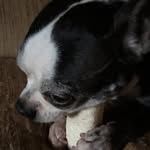 Dixiethebostonterrier - @dixie_the_boston - Instagram