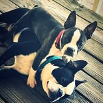 Harley & Dixie💕🐶 - @harley_and_dixie_the_bostons - Instagram