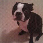 Queen_dixie - @boston_terrier_dixie - Instagram