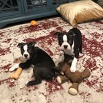 Quincy and Dixie the Boston Terriers - @silver_city_bostons - Instagram