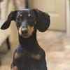 Dixie Ray - @dixie.ray4 - TikTok