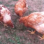Archie~Dixie~Bryan~Chickoletta - @archie.dixie.bryan.chickoletta - Instagram