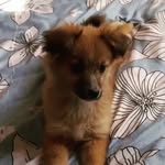 mă numesc Dixie 🤗 - @dixie_cainele_minune - Instagram