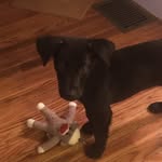 Dixie Campbell - @hurricane_dixie - Instagram