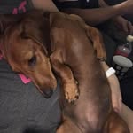 Dixie Campbell 🐶 Mini Doxie - @dixie_dachshund01 - Instagram