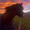 connemaradixie - @connemaradixie - TikTok