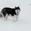 Dixie Connell - @dixie.connell - TikTok