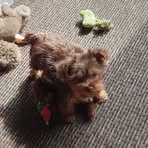 Dixie Hammond-Copeland - Facebook