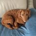 Dixie Cunningham - Facebook