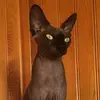 Dixie Cunningham - @dixiecunningham266 - TikTok
