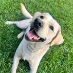 Dixie Delight 🐶 - @dixies.english.labs - Instagram