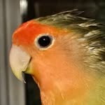 Dixie Delight - The Insatiable Lovebird ❤️‍🔥🦜😉 - @dixiedelightlovebird - Instagram