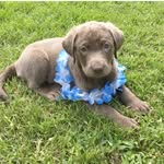 Dixie Land Delight - @dixie_lab_delight - Instagram