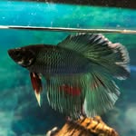 Dixie (Land Delight) - @wheres_dixie - Instagram