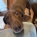 Dixie Land Delight - @dixielou.the.lab - Instagram