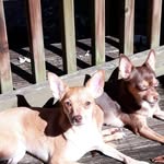Janet Turner - @dixie_delight_market - Instagram