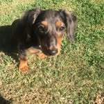 Dixie Dixon - @dixie_the_dapple_dachshund - Instagram