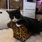 Dixie Dixon - @dixondimes - Instagram