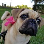 Dixie Dixon - @dixiethepugle - Instagram