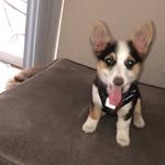 Dixie Dixon - @dixiethecutestcorgi_ - Instagram